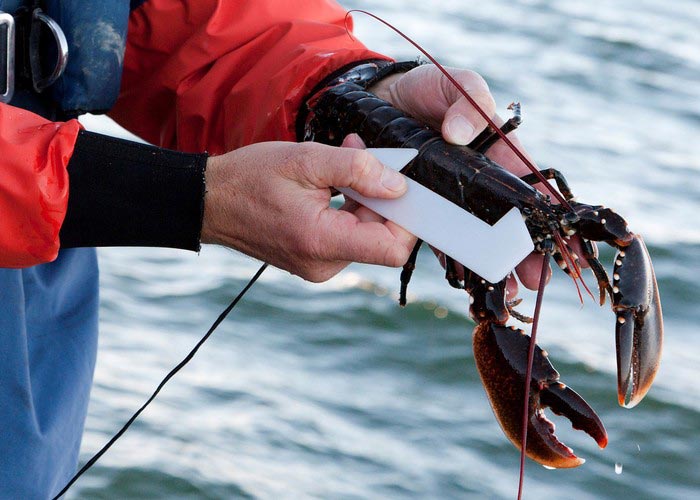 Marine Violation Lobster
