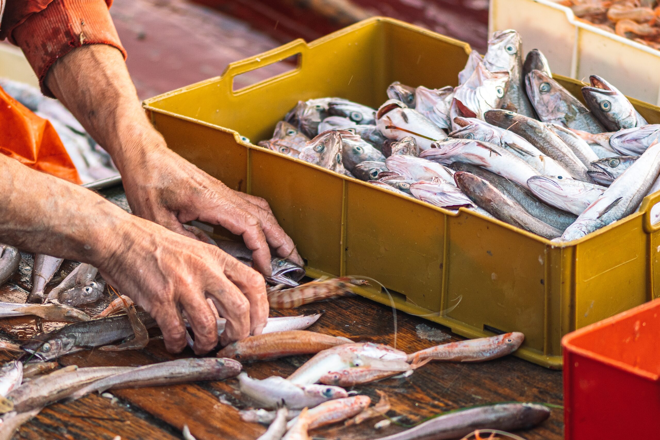 Various freshly just caught fish in plastic crates on a fishing wooden boat being selected by a fisherman to be sold at the fish market.
